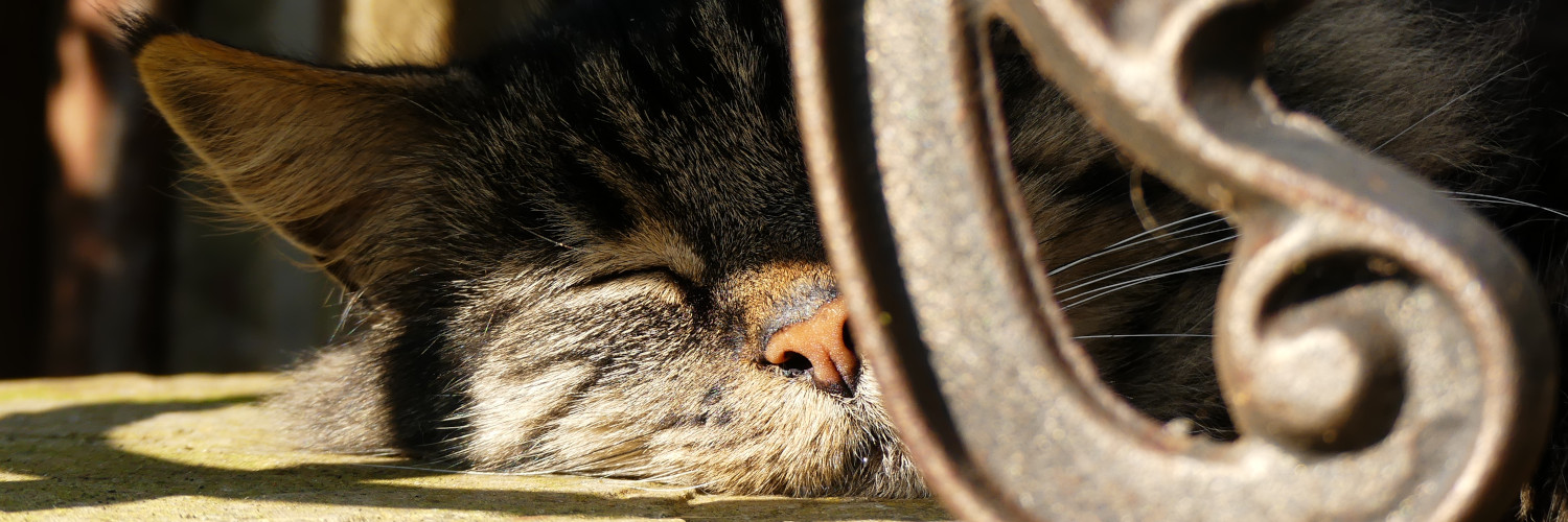 Señora Rosa Stig banner