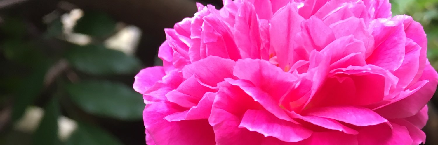 impluviophiles's profile banner image