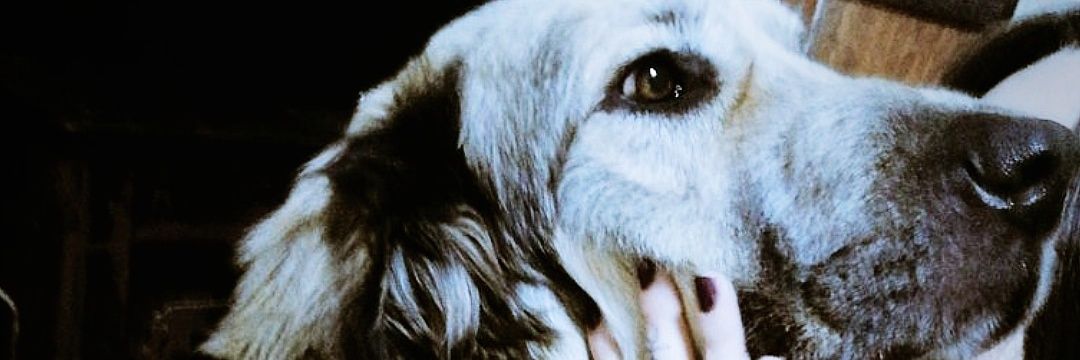 BVampireO's profile banner image