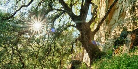nereabelmonte94's profile banner image