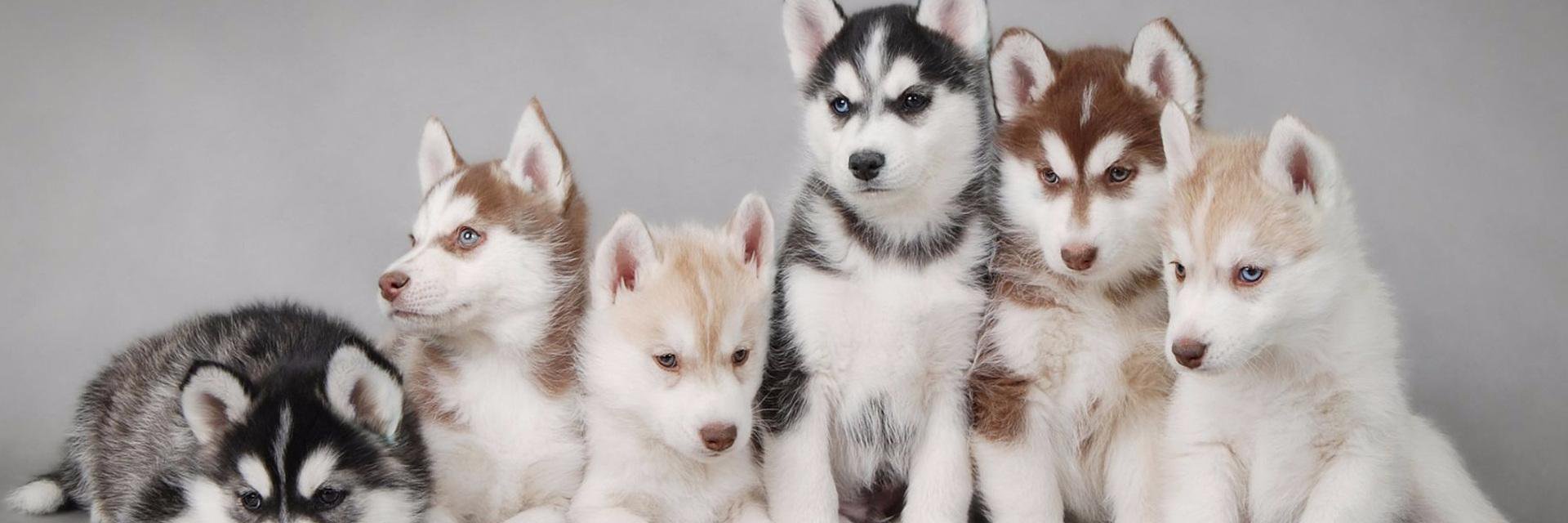 ไซตัวกลมพองลมนมไม่มี banner