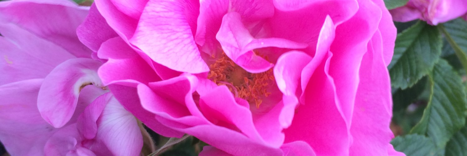 Jennifer Roukkula banner