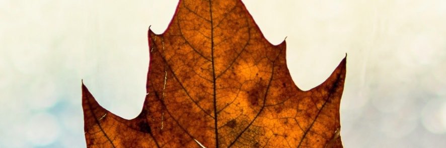 villonera's profile banner image
