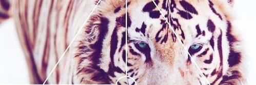 xkussevi's profile banner image