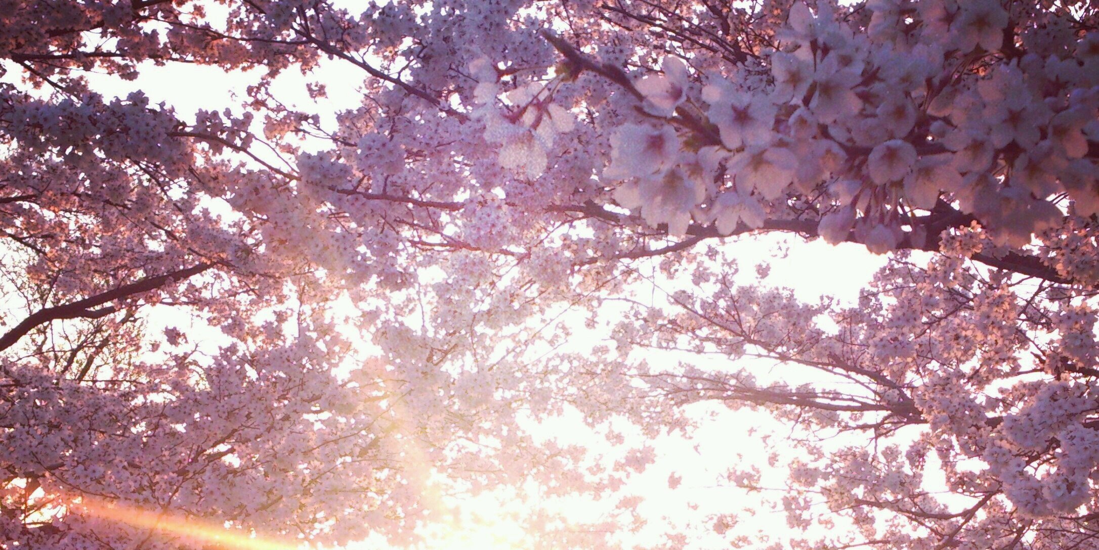mk_tyon's profile banner image