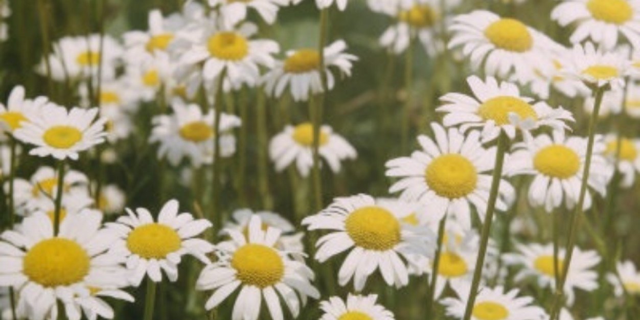 FLEXXXXXXXXXX banner