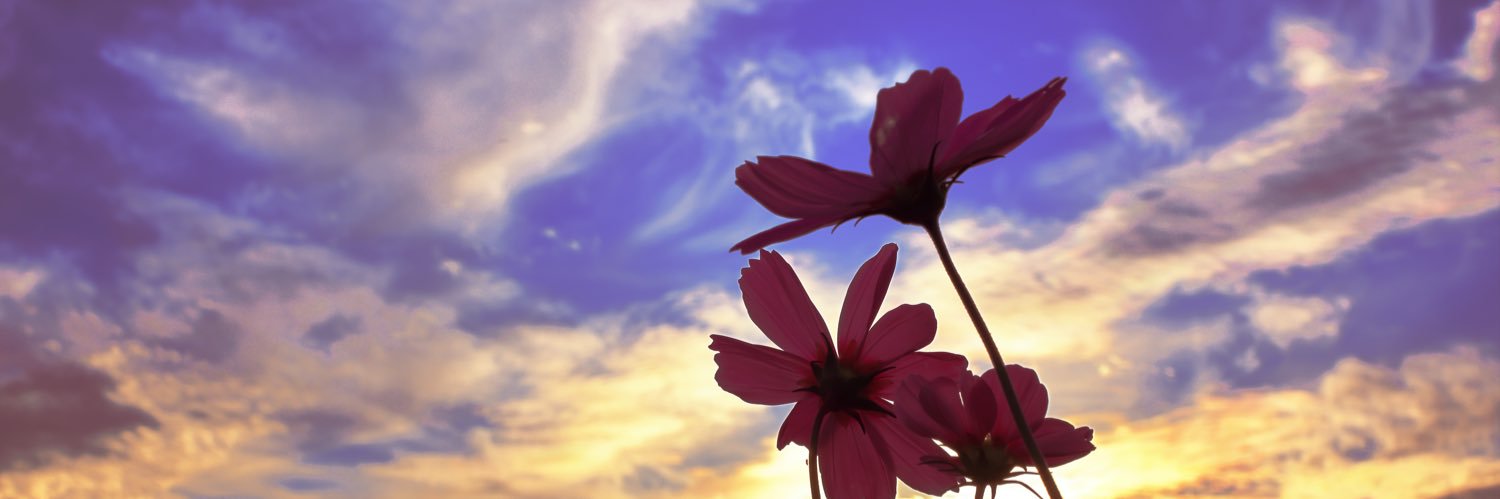potta_h's profile banner image