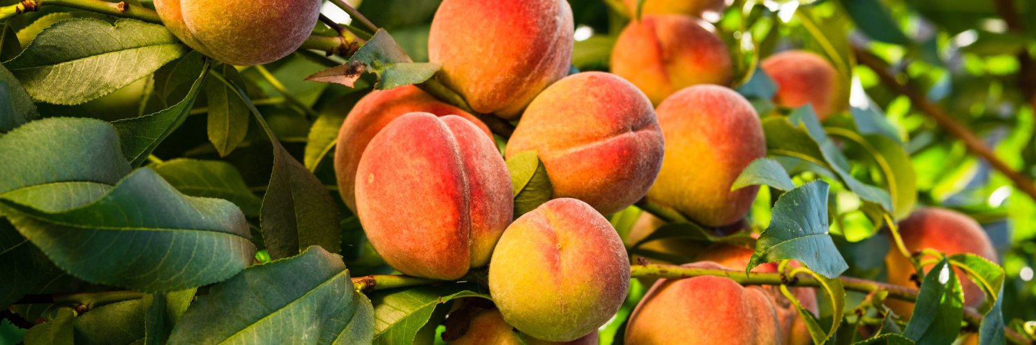 Georgia Center of Innovation banner