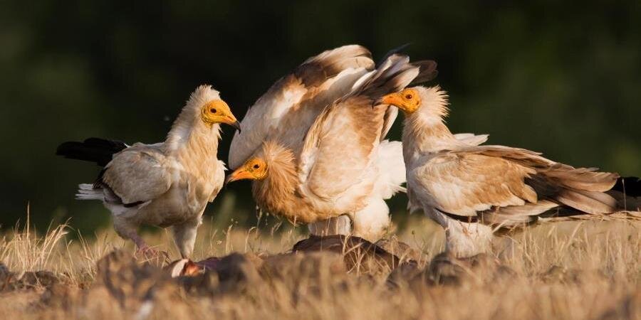 Neophron Returns banner