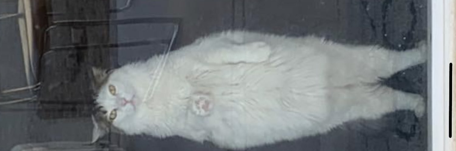 catoliine's profile banner image