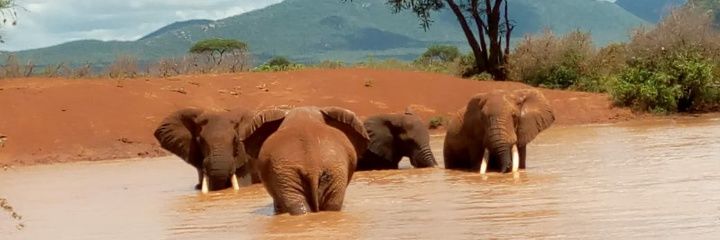 KoechNicholus's profile banner image