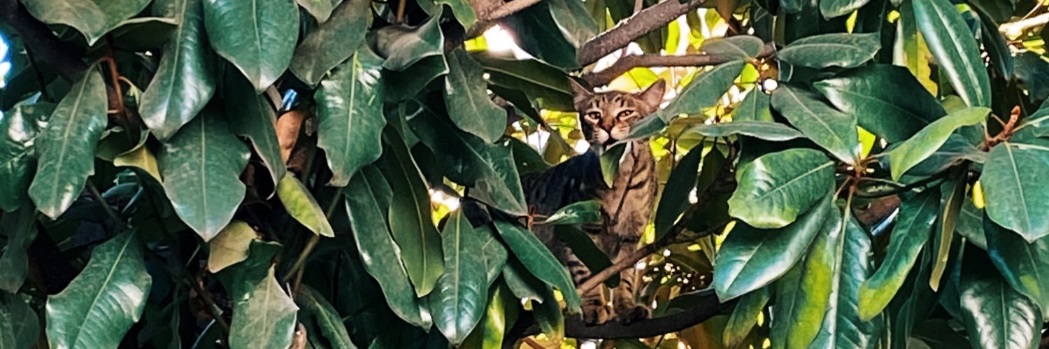 Tesapalooza's profile banner image