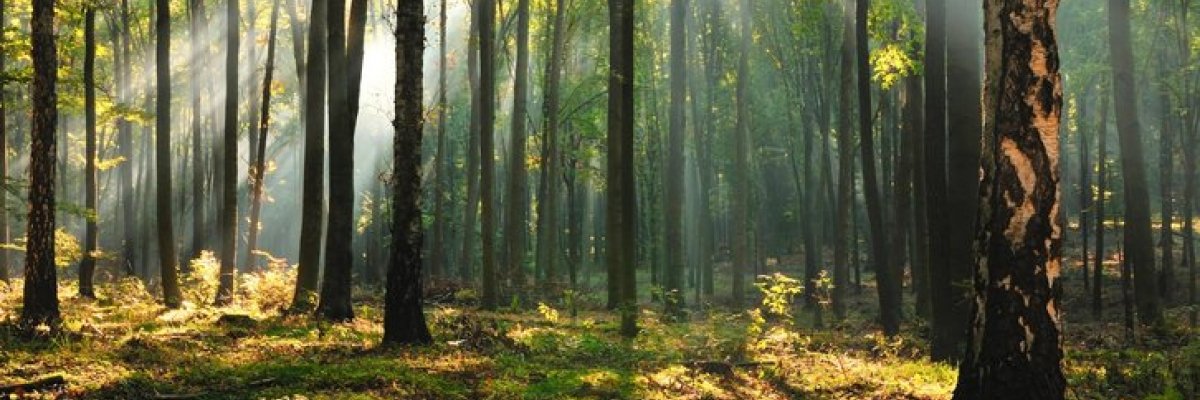 weztsvez's profile banner image