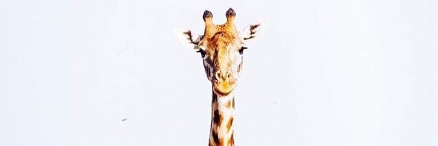 bbasininkizi's profile banner image