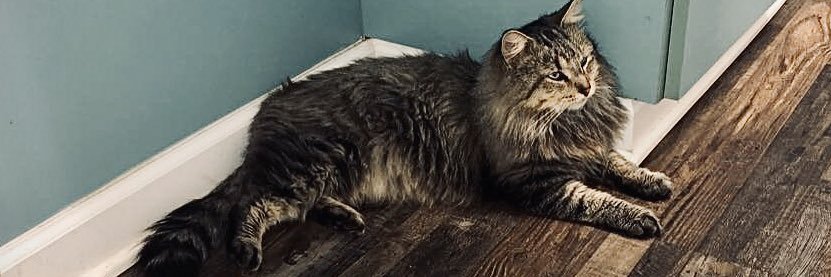 AmySwan9's profile banner image