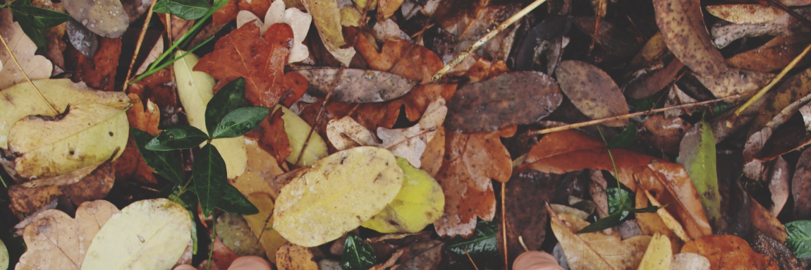 some nights in the wood banner