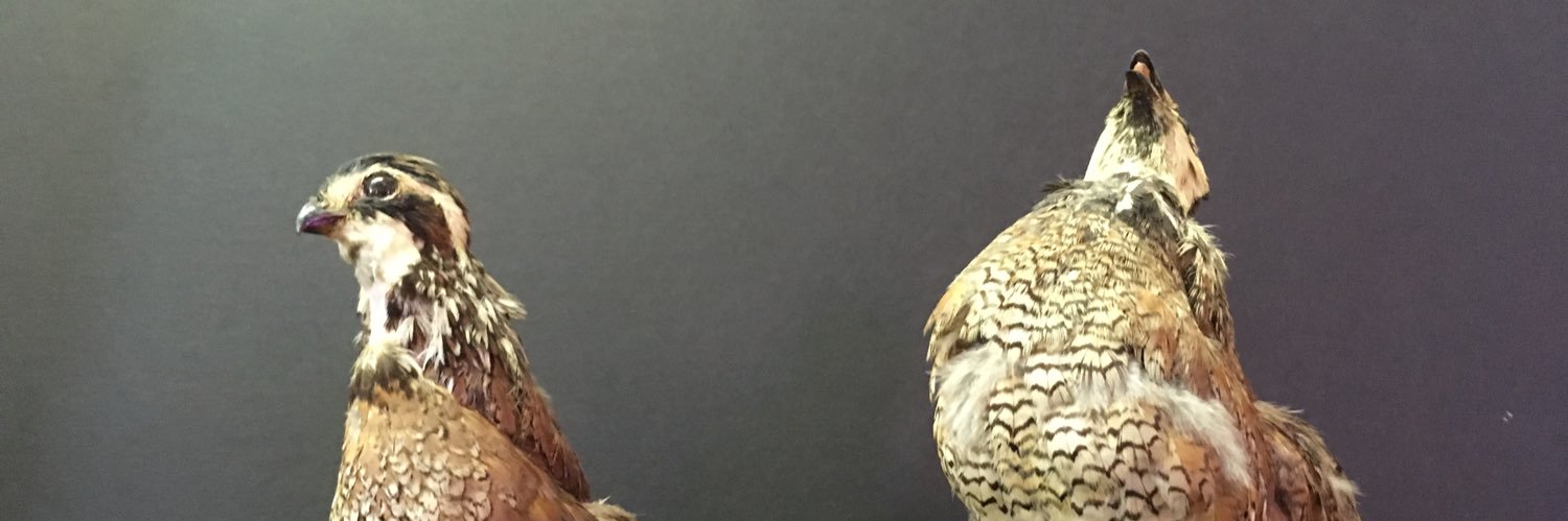 ODBeef's profile banner image