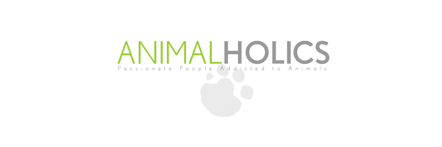Animalholics's profile banner image