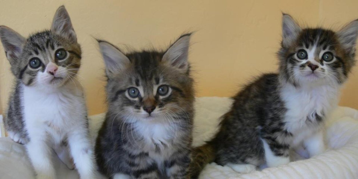 SequoiaHumane's profile banner image