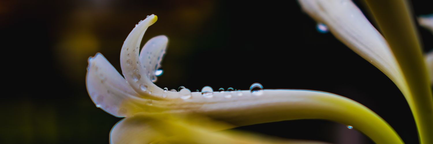 IMayushM's profile banner image