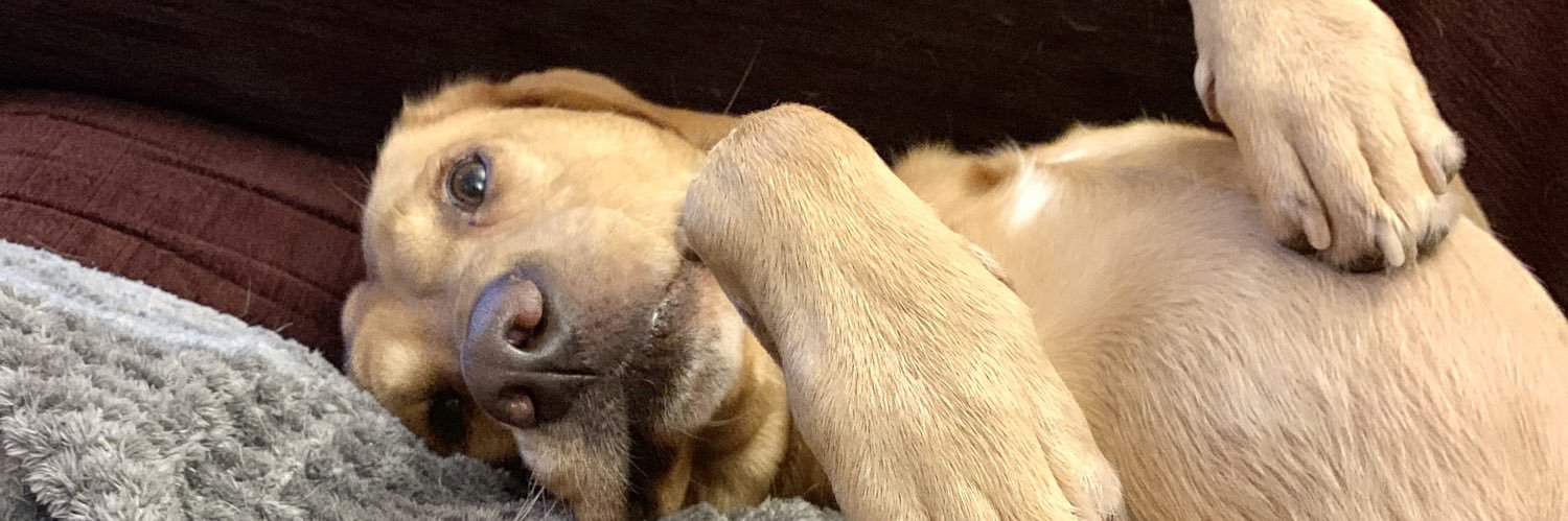 debsferny's profile banner image