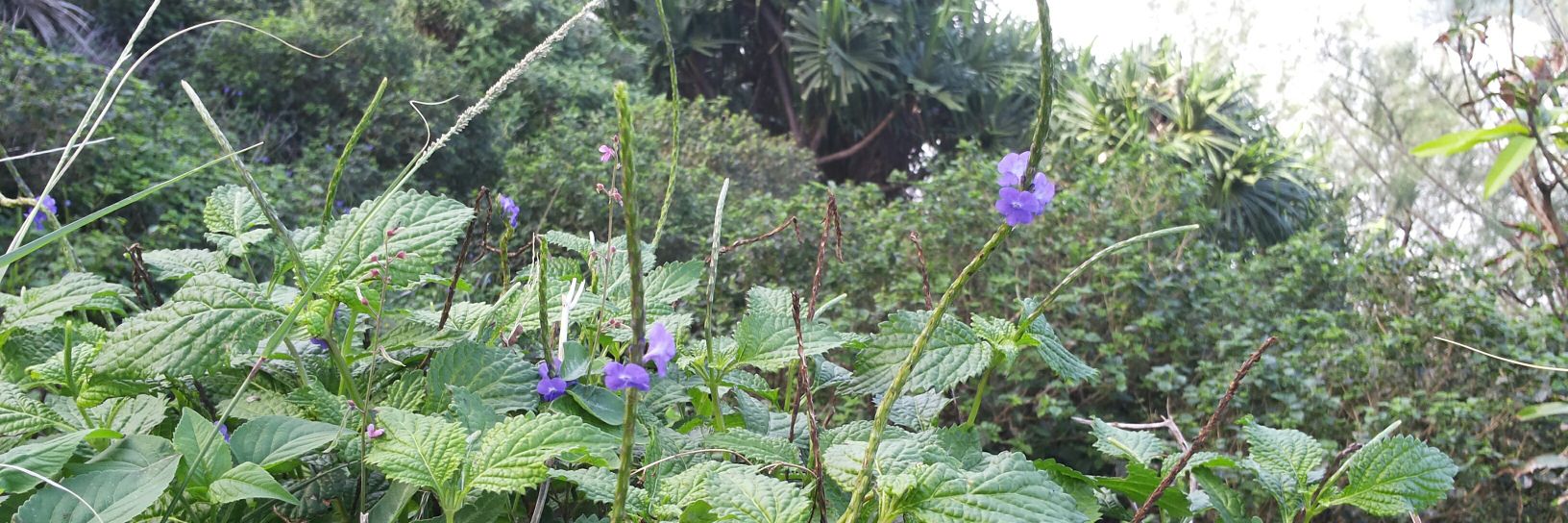 عبدالله banner