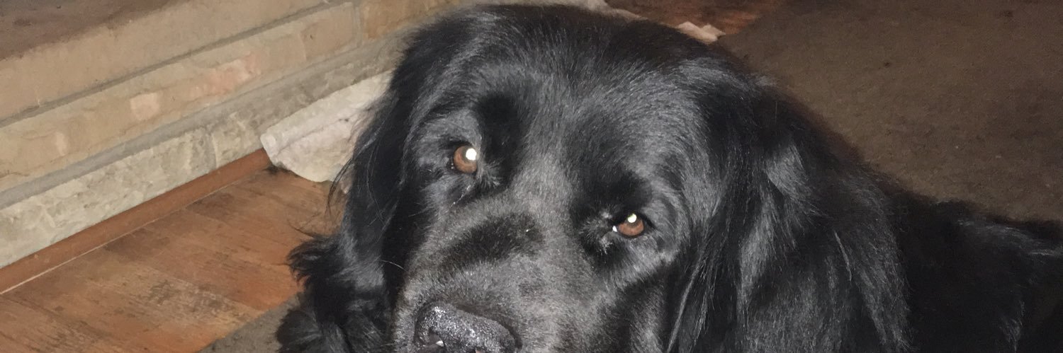 Matt Delle Donne banner