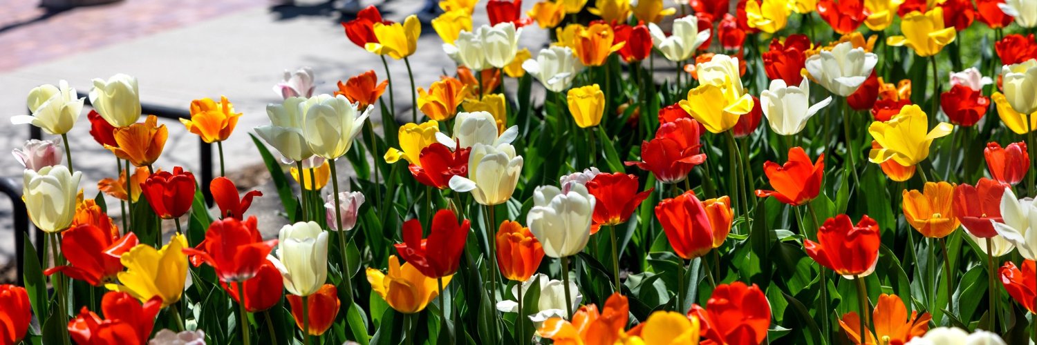 Cornell Brooks School MPA banner