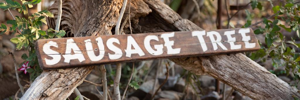 SausageTreeCamp's profile banner image