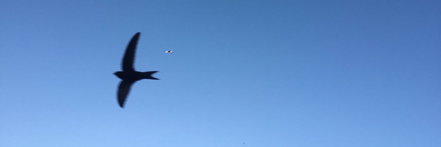 Mónica Aranegui banner