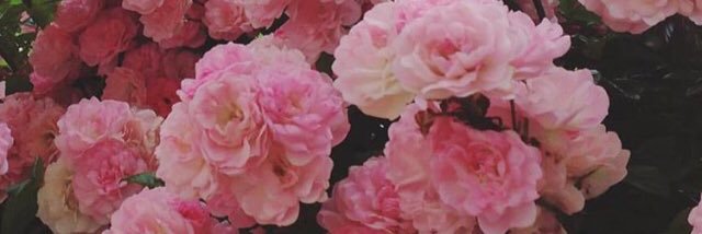 Juliana_srrano's profile banner image