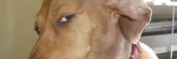 acegija's profile banner image