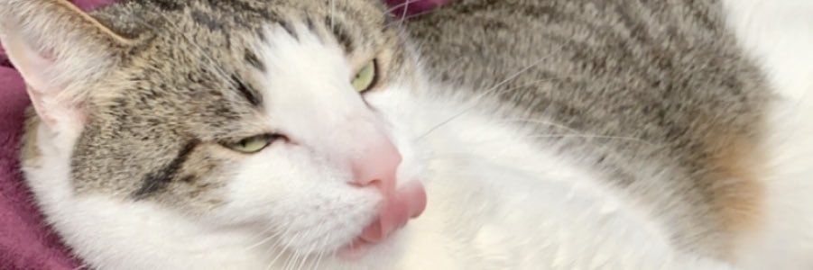 _ashleerowe's profile banner image