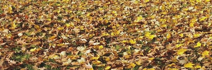 annaf_1996's profile banner image