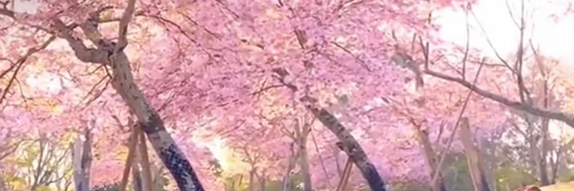 Tv_junquee's profile banner image