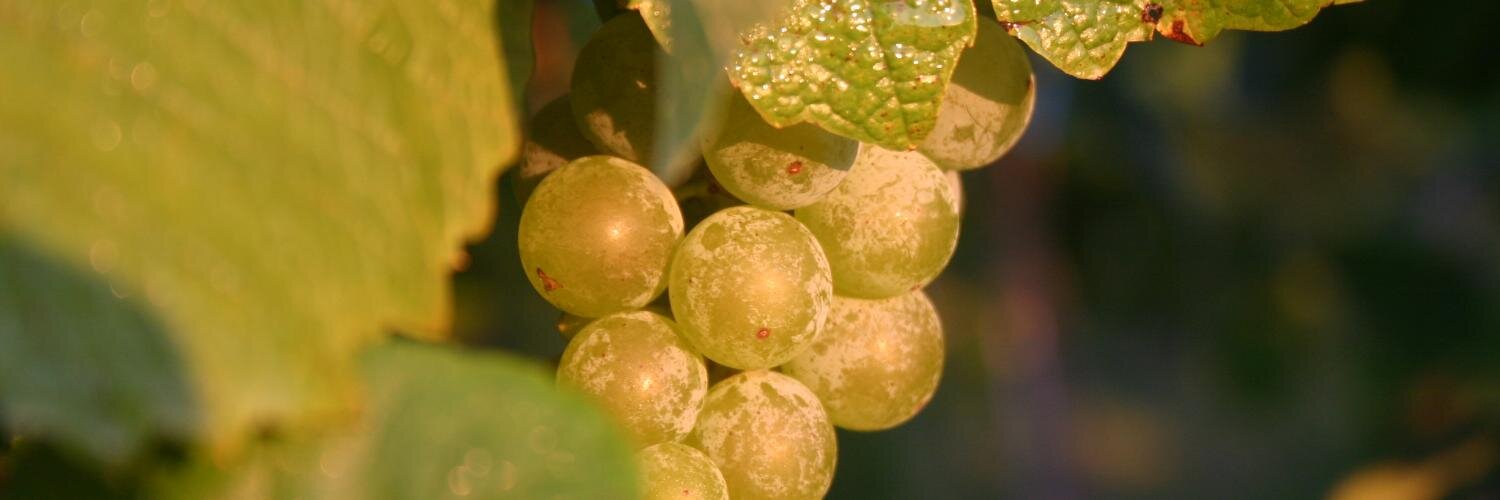 FrenchLickWine's profile banner image
