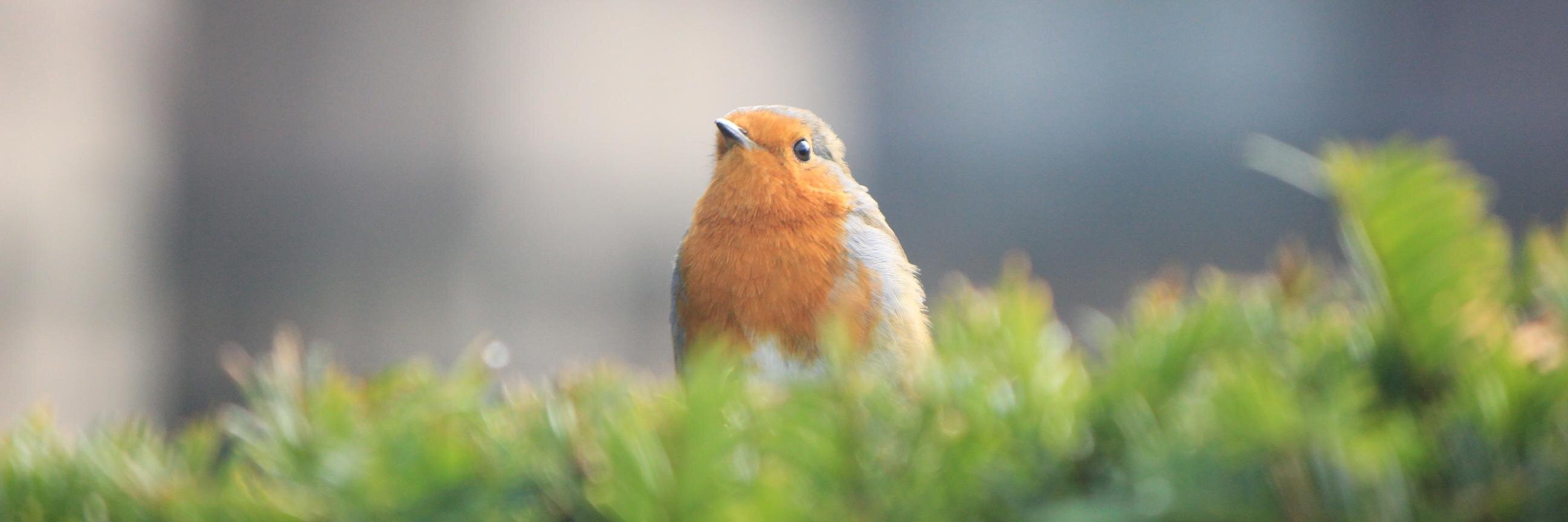 Michael Ficarra banner