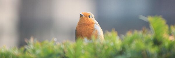 smooshMap Profile Banner