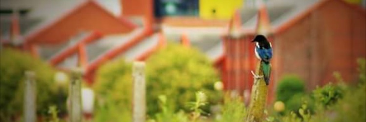 Hayley banner