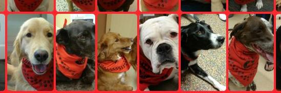 DogsDonate's profile banner image