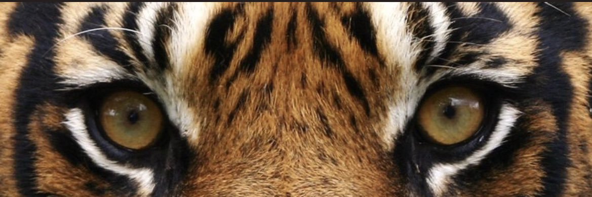 ShowtimeHardy's profile banner image