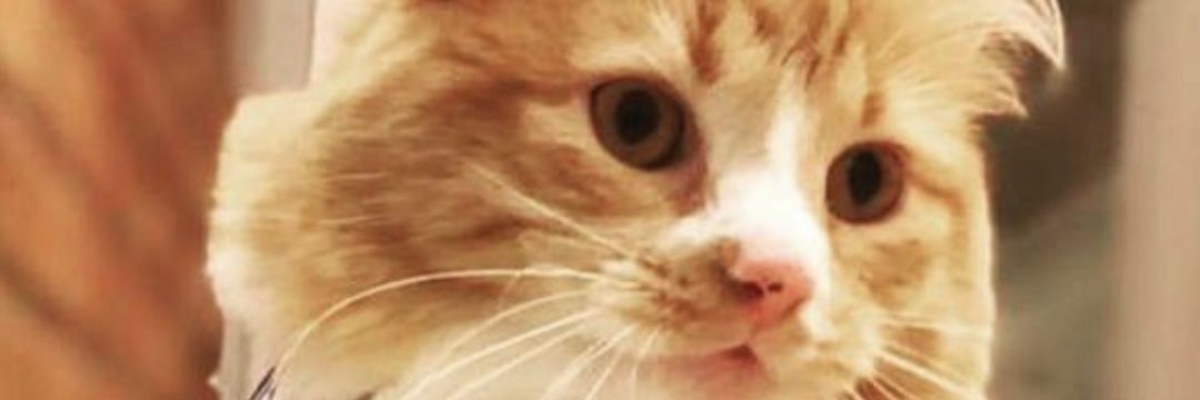 EvelingonzalezR's profile banner image