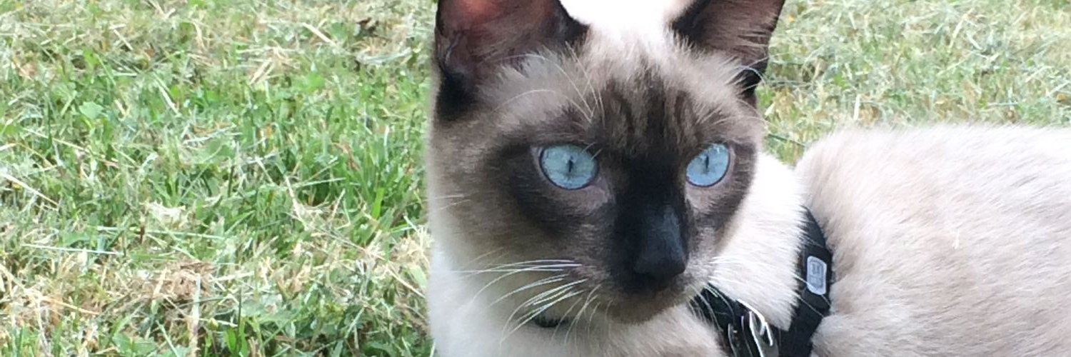 CDMAbby's profile banner image