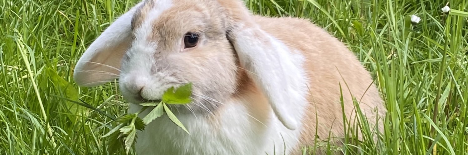 Anne 🍅🥦🐰🥑🦻🏻☕️ 🐸 banner