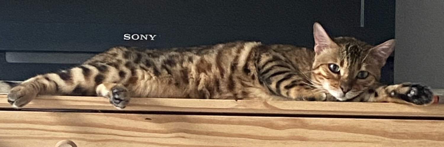 pattywritesTO 🇵🇸🔻 banner