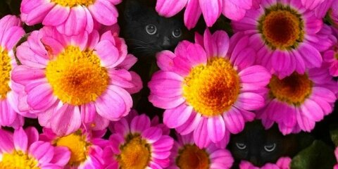 adeliaarsa's profile banner image