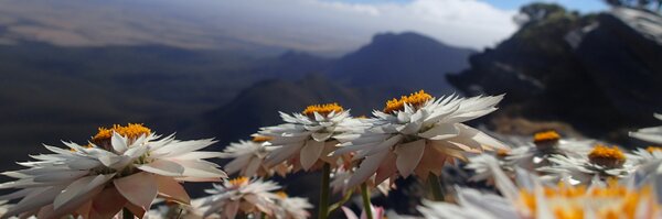 freyamthomas Profile Banner