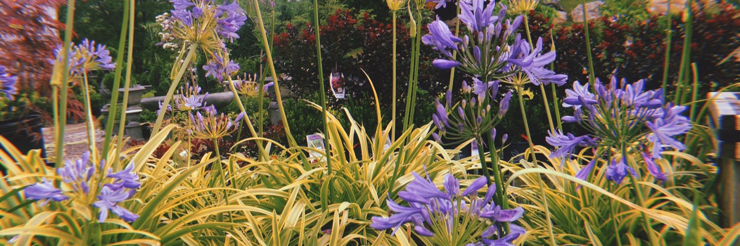 ⁺⋆ pixie ✰ nix ⋆⁺ banner