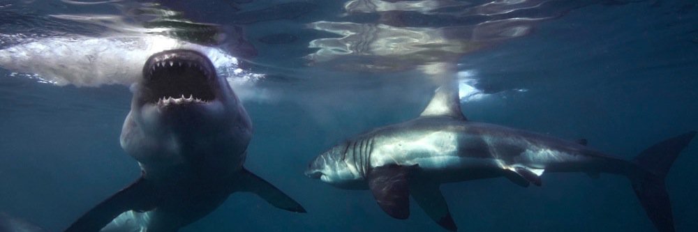 sharkdiving's profile banner image
