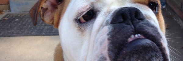 andrew Profile Banner